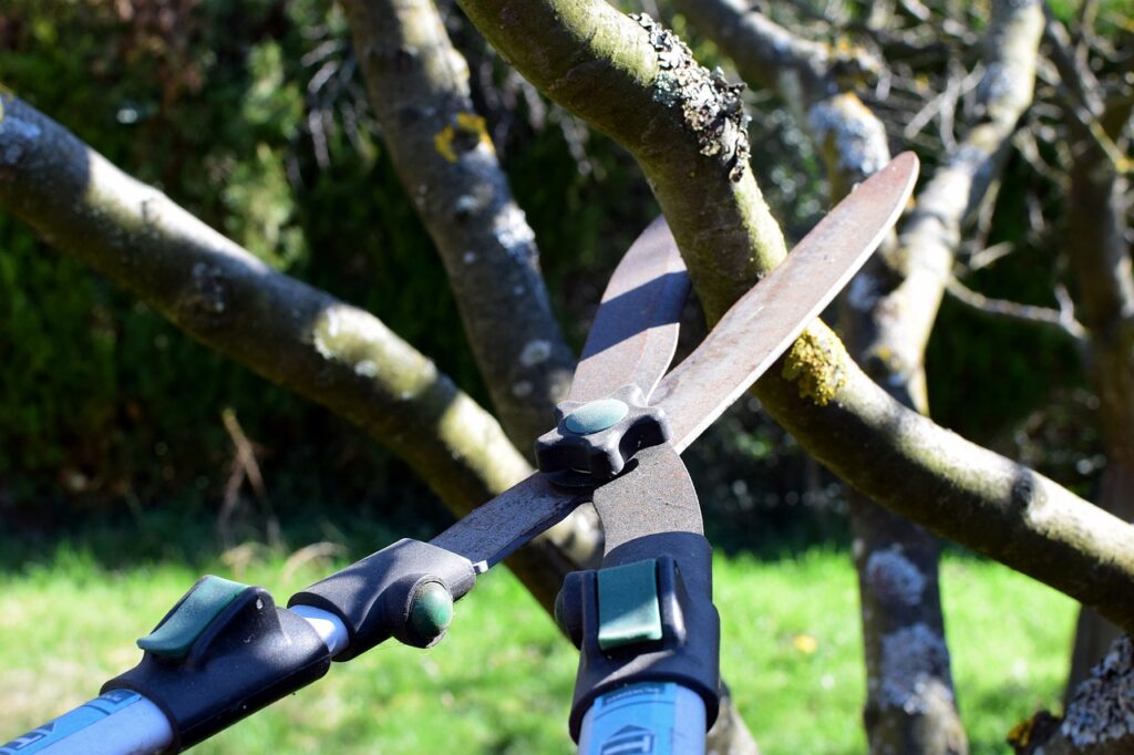 pruning care service