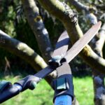 pruning care service